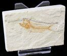 Orange Armigatus Fossil Fish - Lebanon #23126-1